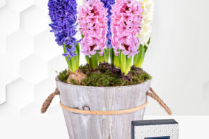 Produktbild von Hyacinth – Hyacinth Plant – Pink Hyacinth – Hyacinth Purple – Hyacinth Indoors – Indoor Plants – Houseplants – House Plants