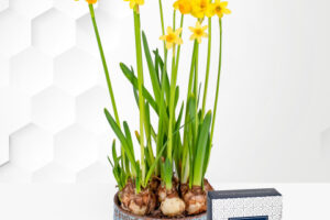 Bild von Tete a Tete Daffodil – Plant Delivery
