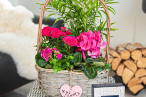 Bild von Special Mum Basket – Gifts For Mum – Mother’s Day Gifts – Plant Delivery – Plant Gifts – Send Plants