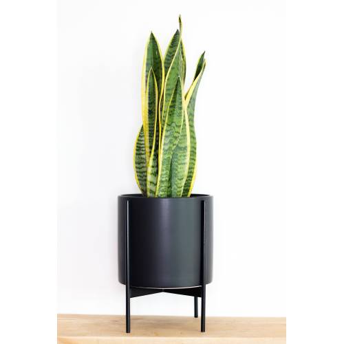 Produktbild von Papaya Plants Sansevieria Trifasciata Laurentii – SMALL D14cm x H45cm