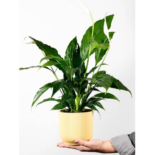 Produktbild von Papaya Plants Peace Lily