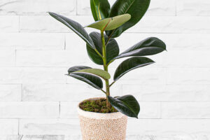 Produktbild von 123 Flowers Ficus Robusta – Ficus Plant – Fiddle Leaf Fig – Rubber Plant – Houseplants – Indoor Plants – House Plants – Plant Gift Delivery