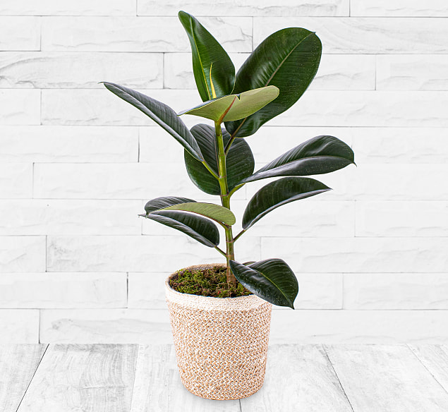 Produktbild von 123 Flowers Ficus Robusta – Ficus Plant – Fiddle Leaf Fig – Rubber Plant – Houseplants – Indoor Plants – House Plants – Plant Gift Delivery