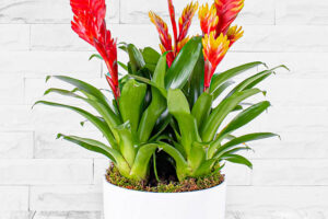 Bild von 123 Flowers Fire Wonder – Indoor Plants – Plant Delivery – Indoor Plant Delivery – Plant Gifts – Plant Gift Delivery – Home Plants