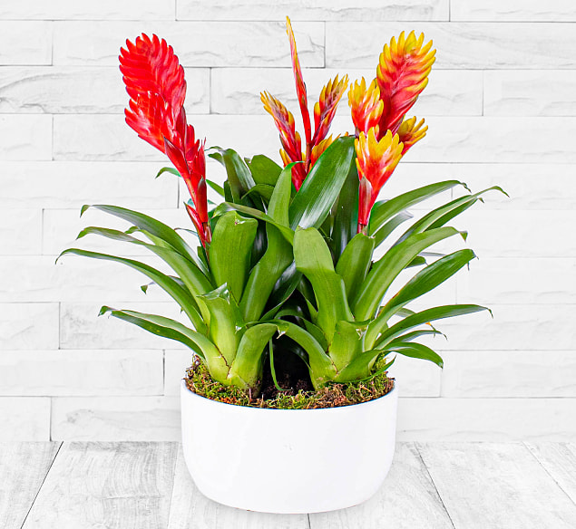 Produktbild von 123 Flowers Fire Wonder – Indoor Plants – Plant Delivery – Indoor Plant Delivery – Plant Gifts – Plant Gift Delivery – Home Plants