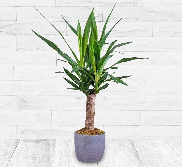 Produktbild von 123 Flowers Yucca Plant – Yucca Houseplants – Indoor Yuccas – Indoor Plants – House Plants – Home Plants – Plant Gifts