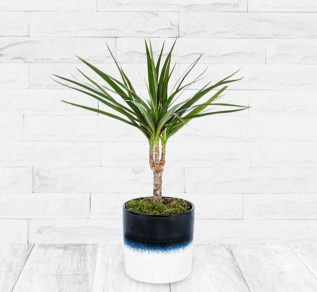 Produktbild von 123 Flowers Dracena Marginata
