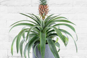 Produktbild von 123 Flowers Pineapple Plant – Indoor Plants – Indoor Plant Delivery – Plant Delivery – Houseplants – Plant Gifts