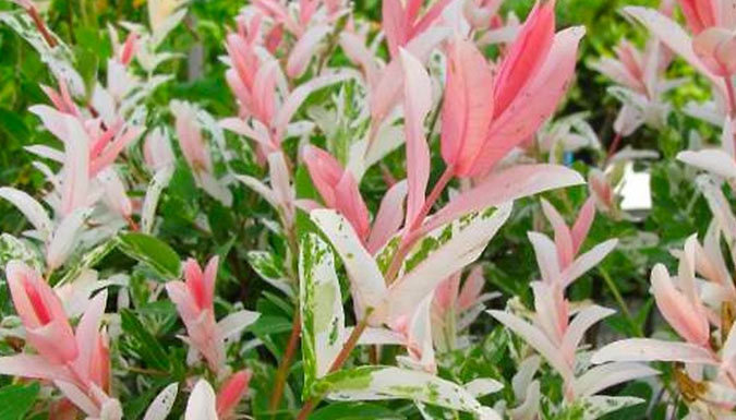 Produktbild von PlantStore Limited Pair of Salix Flamingo Trees