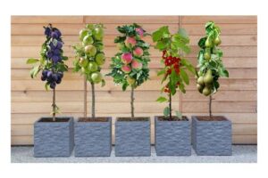 Bild von Five-Plant Mini Fruit Tree Collection (Apple Pear Plum and Cherry)