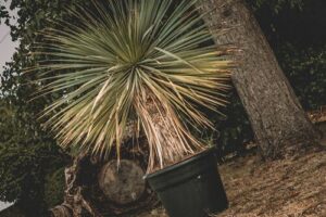 Bild von Yucca Plant