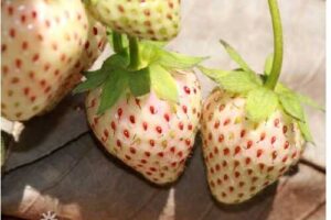 Produktbild von Thompson and Morgan 5 Strawberry ‘Snow White’ Plants   Wowcher