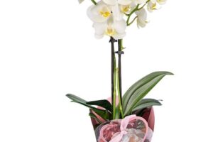 Bild von 123 Flowers Enchanting Orchid